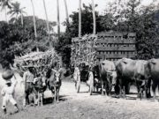 Dansk Vestindien 1900-1917 – En postkorthistorisk rejse (2) Dansk-Vestindien-2